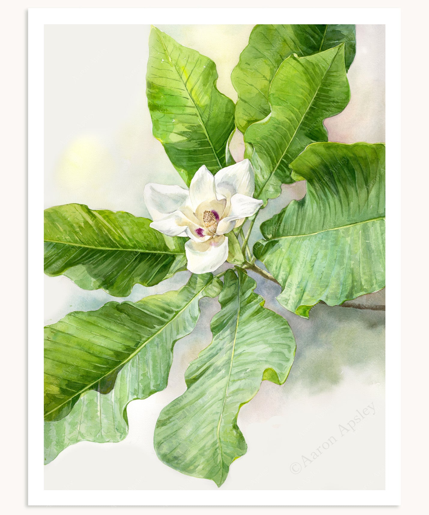 Bigleaf Magnolia Print