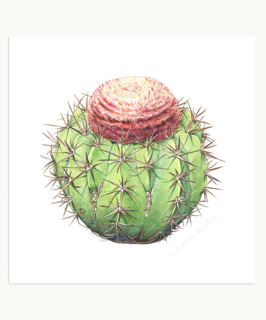 Melocactus Print