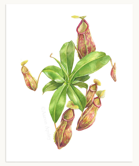 Nepenthes x St. Gaya