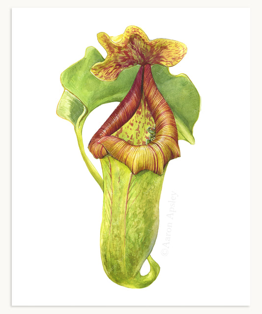 Nepenthes truncata Print