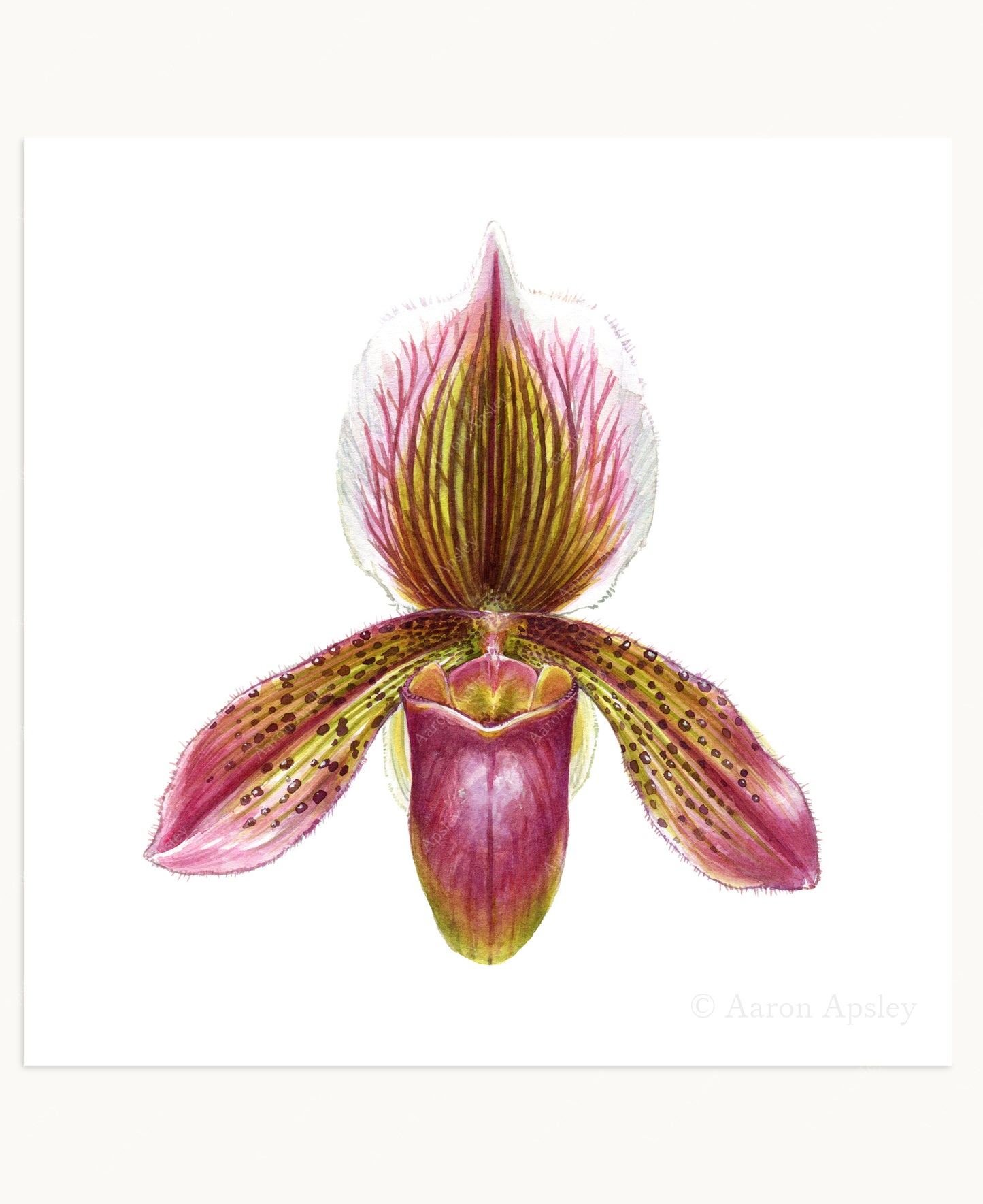 Orchid Flower Print - 8"x8"