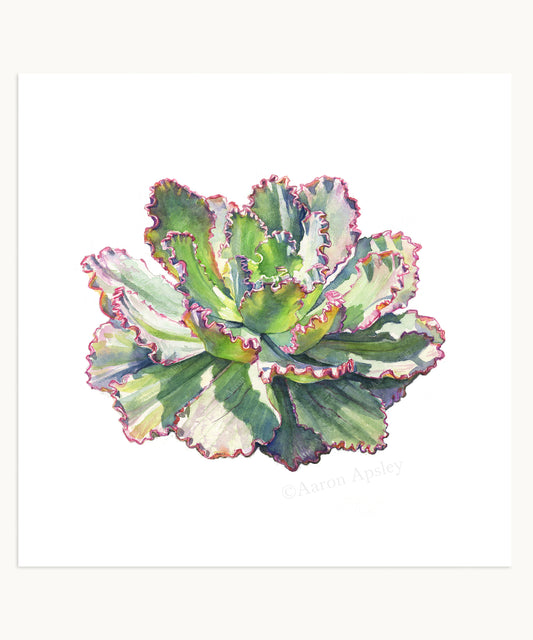 Echeveria 'Pink Frills' Print