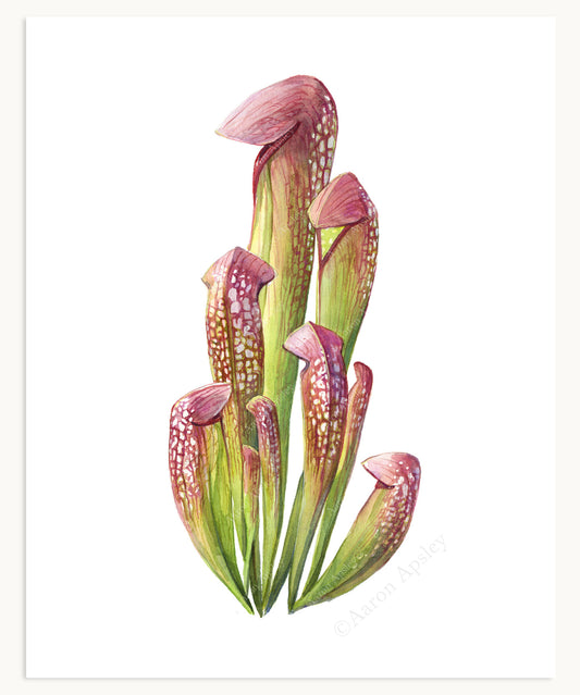 Sarracenia minor Print