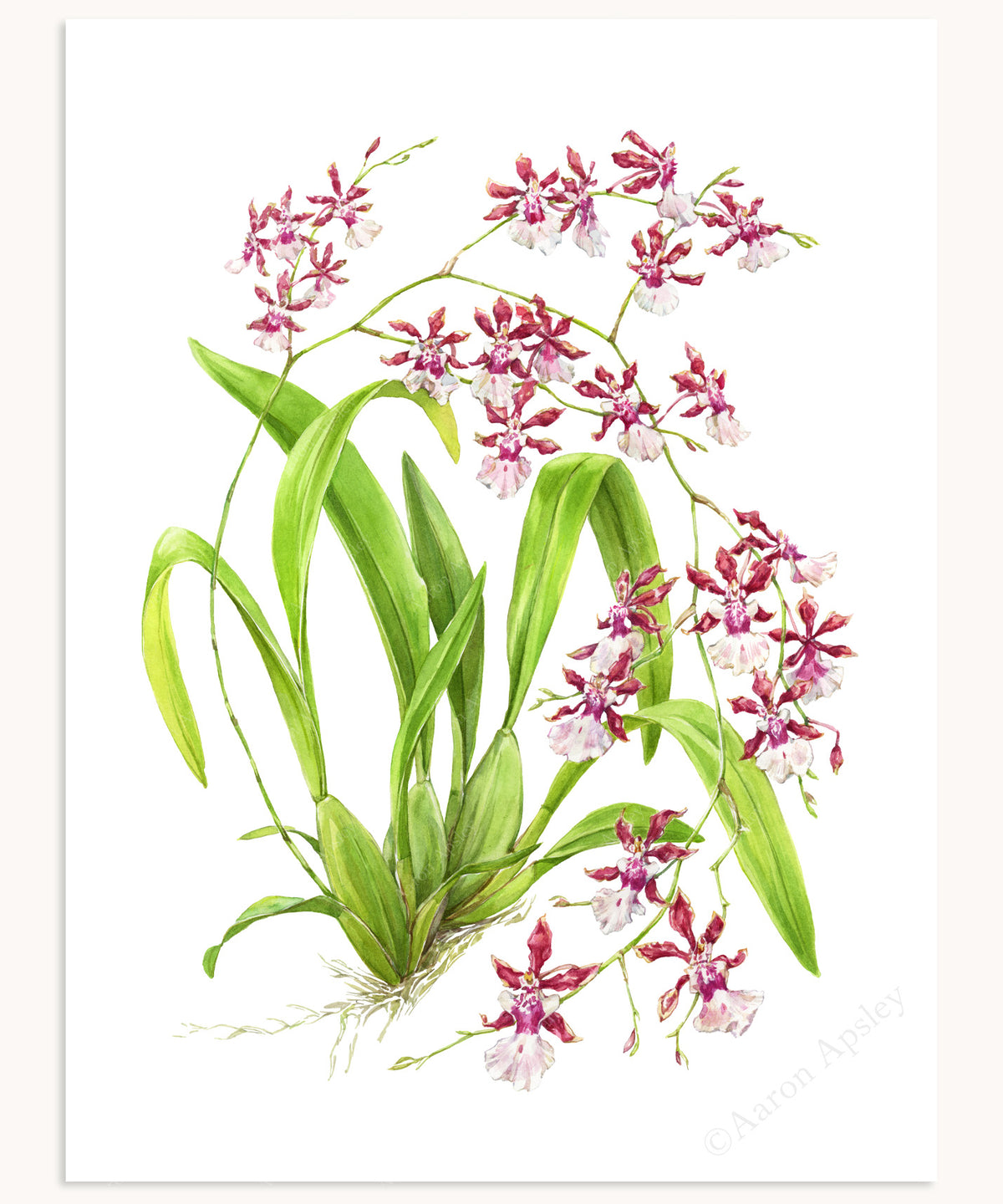 Oncidium Sharry Baby Print