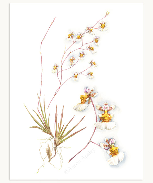 Tolumnia bahamensis Print