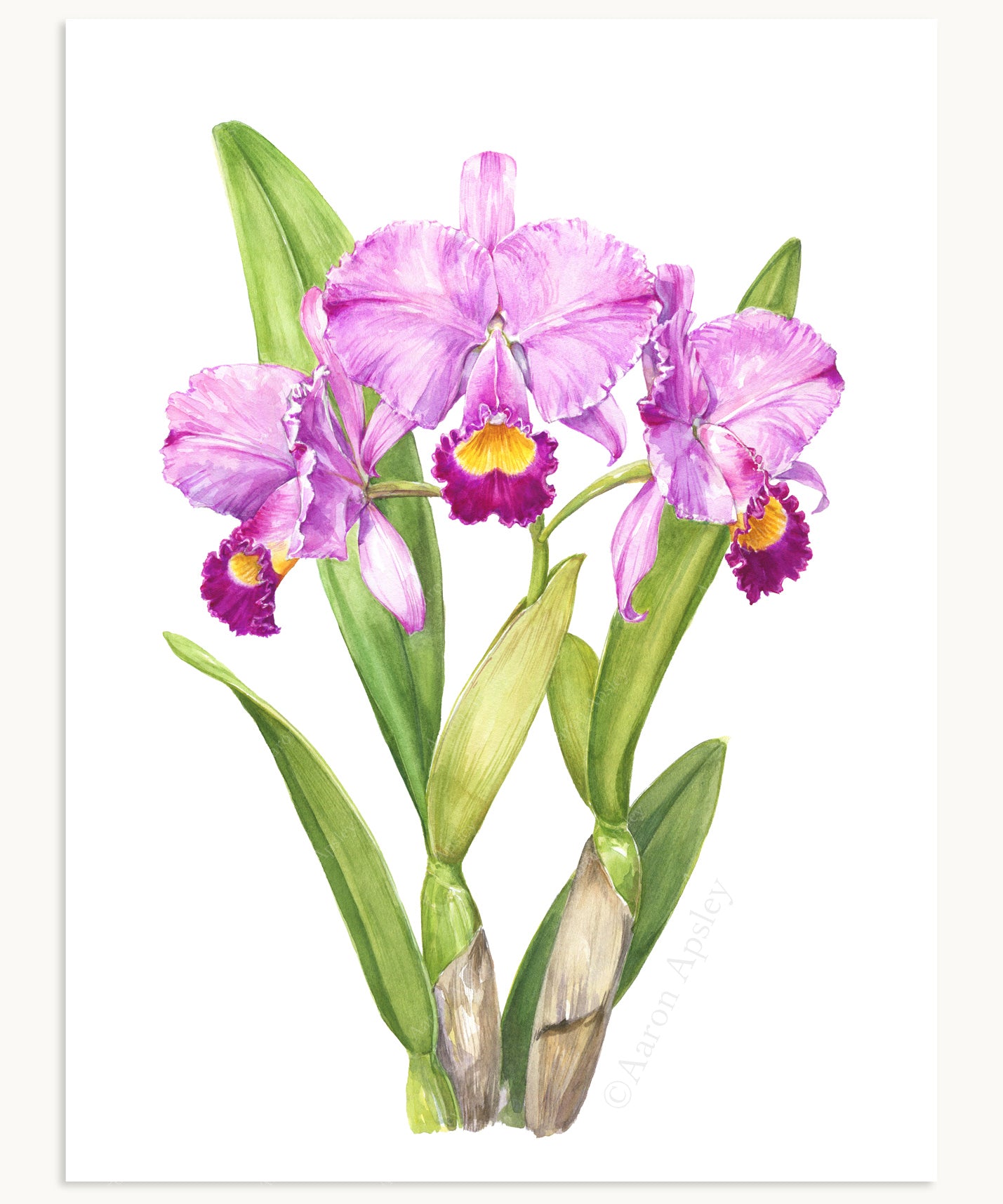 Cattleya trianaei Print