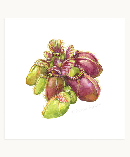 Cephalotus follicularis Print