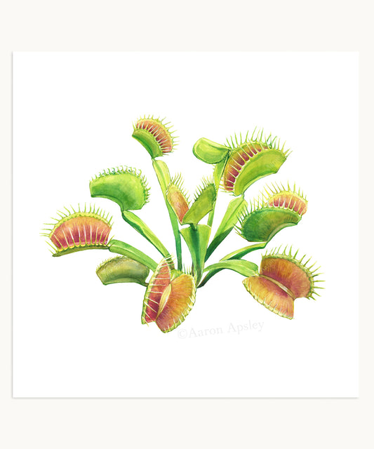 Venus Fly Trap Print