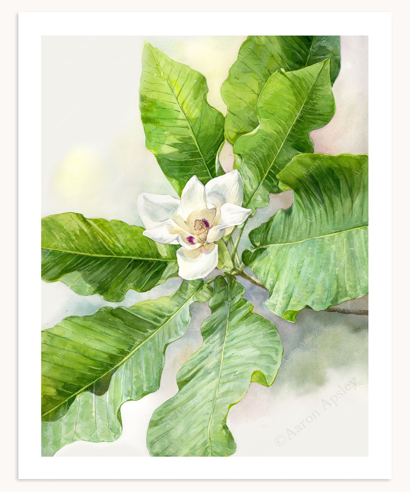 Bigleaf Magnolia Print
