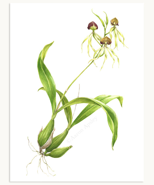 Prosthechea cochleata Print
