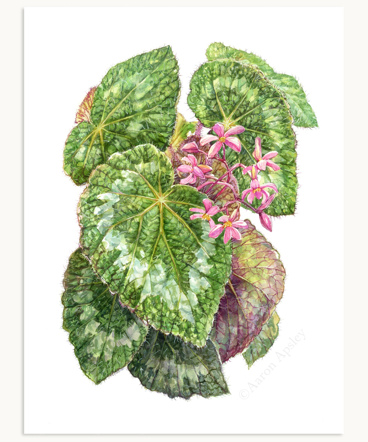 Begonia longiciliata Print