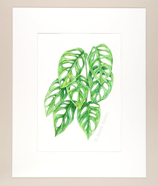 Monstera sp. aff. lechleriana - Original Watercolor