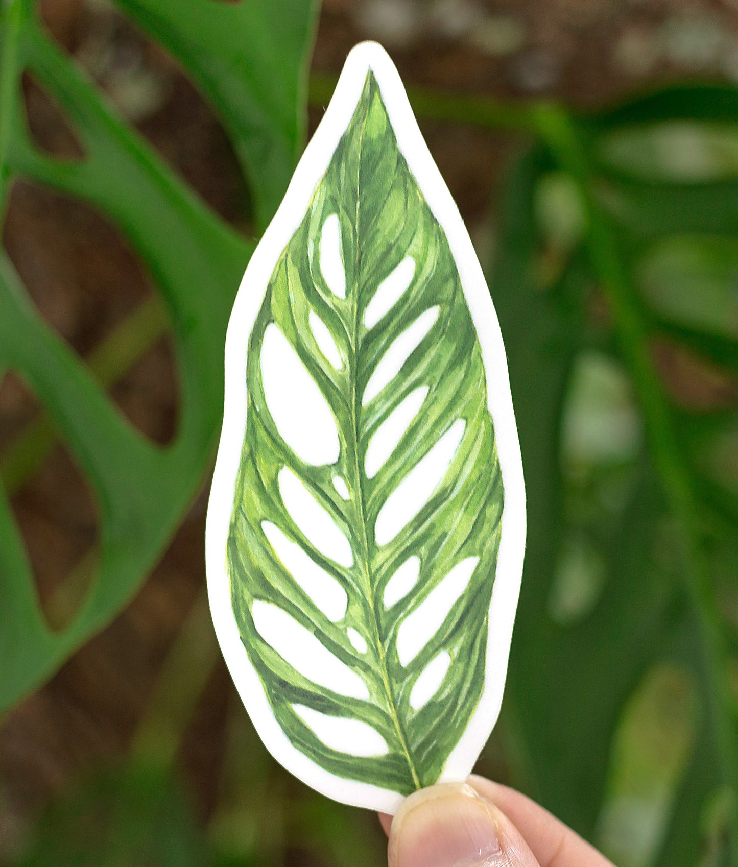 Monstera adansonii Sticker