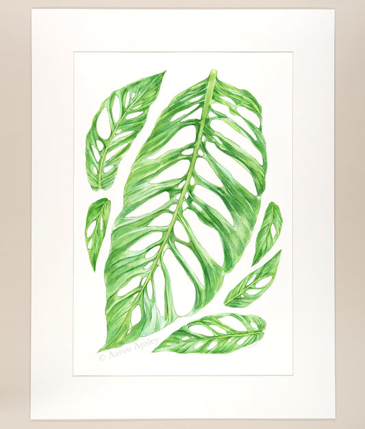 Monstera adansonii - Original Watercolor