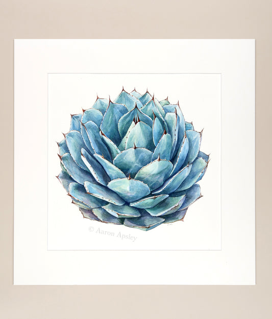 Agave parryi - Original Watercolor