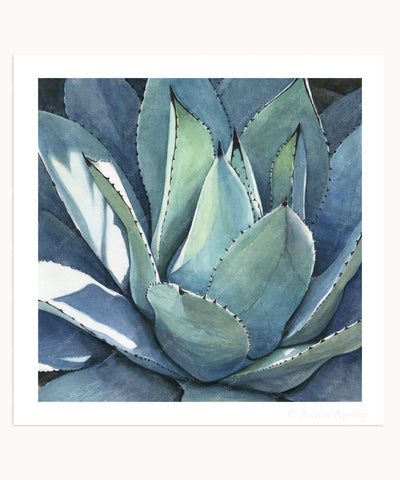 Agave parryi Print