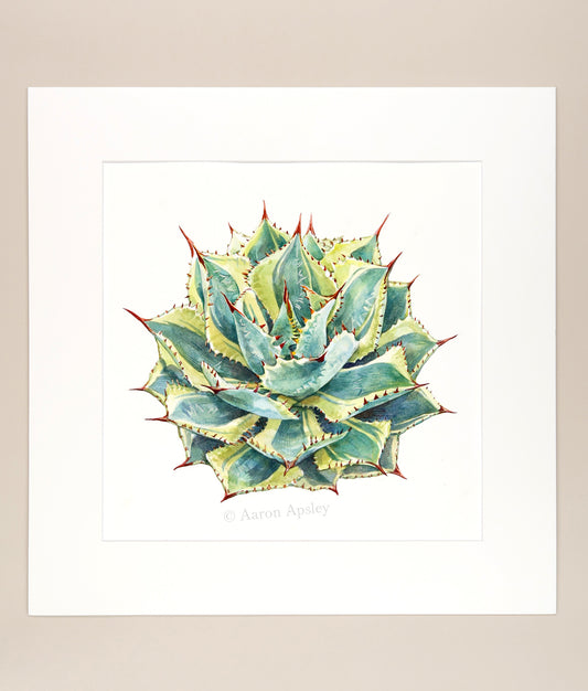 Agave potatorum 'Kissho Kan' - Original Watercolor
