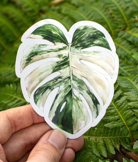 Albo Monstera Magnet