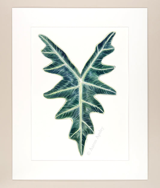 Alocasia sanderiana 'Nobilis' - Original Watercolor