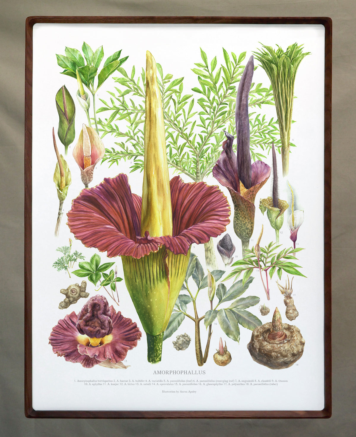 Framed 18x24 Print