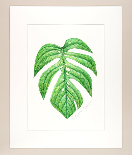 Amydrium medium - Original Watercolor