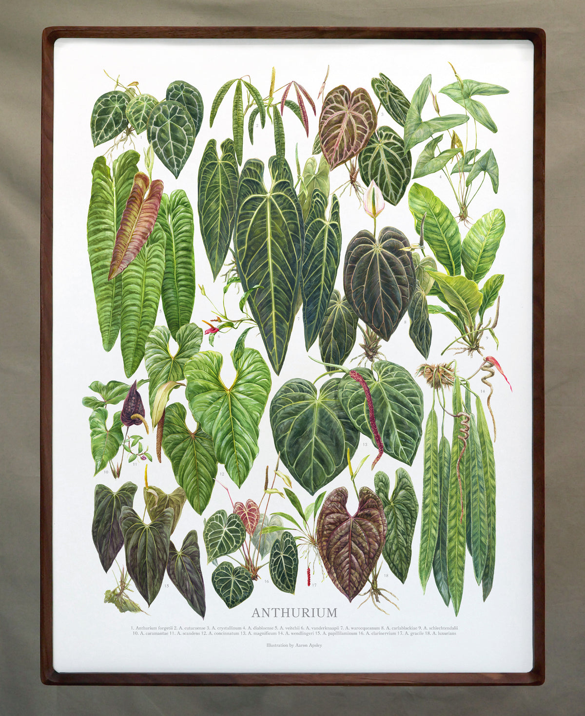 Framed 18x24 Print