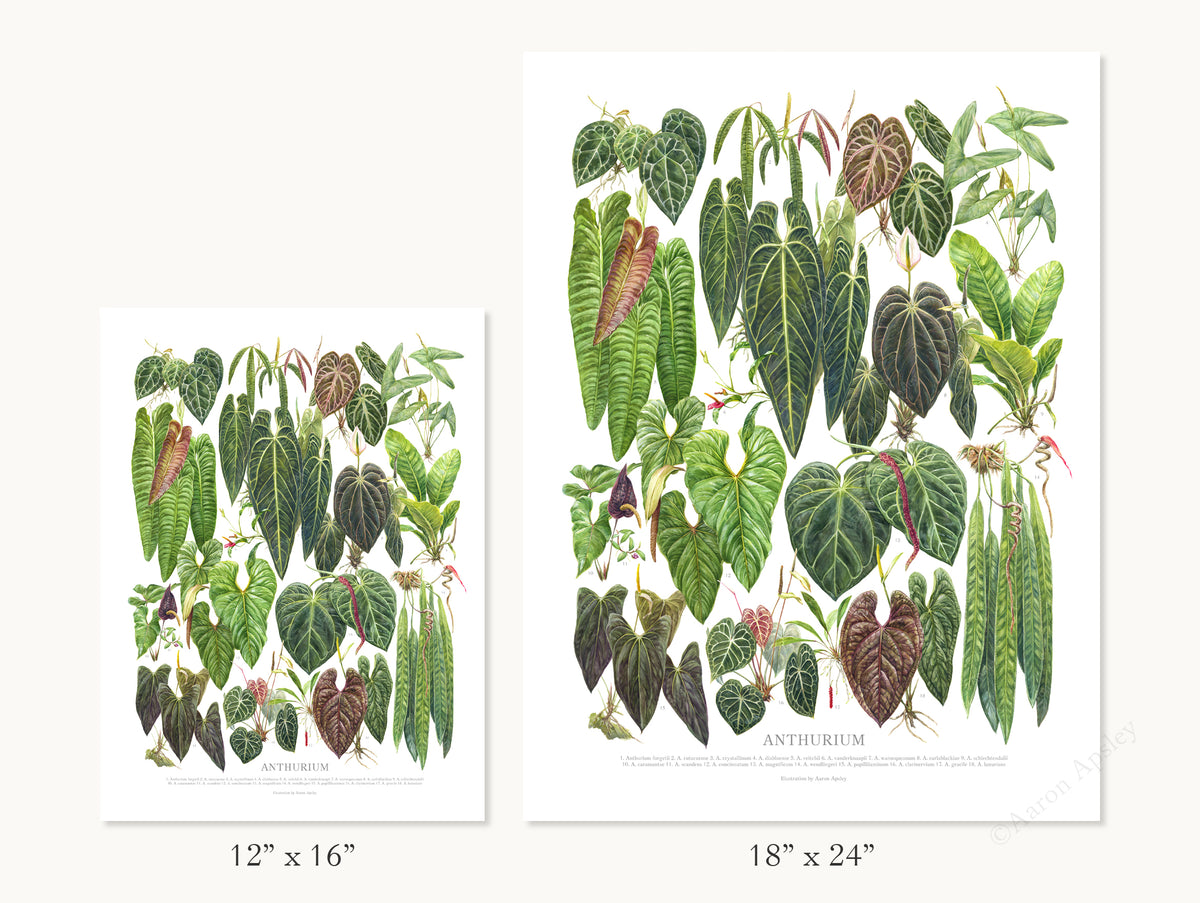 Anthurium Species Print