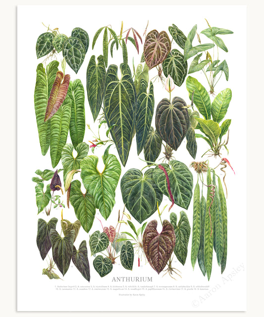 Anthurium Species Print