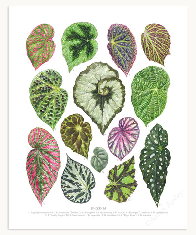 Begonia Species Print - Small