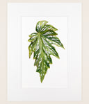 Begonia 'Sophie Cecile' - Original Watercolor