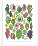 Begonia Species Print