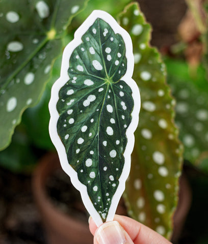 Begonia maculata Sticker
