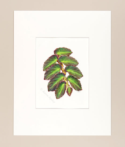 Begonia thelmae - Original Watercolor