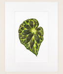 Begonia barsalouxiae - Original Watercolor