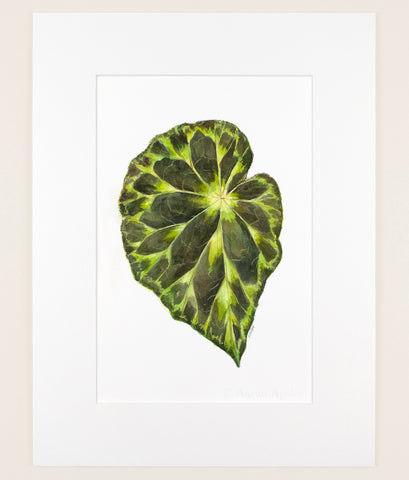 Begonia barsalouxiae - Original Watercolor
