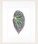 Begonia dracopelta - Original Watercolor