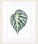 Begonia imperialis - Original Watercolor