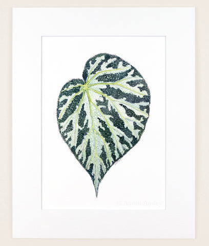 Begonia imperialis - Original Watercolor