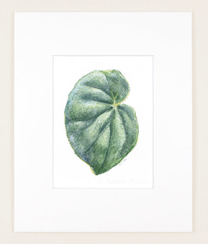 Begonia subvillosa - Original Watercolor