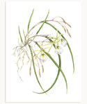 Brassavola Orchid Print
