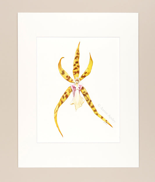 Bratonia Golden Spider 'Copius' - Original Watercolor