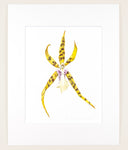 Bratonia Golden Spider 'Copius' - Original Watercolor