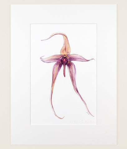 Bulbophyllum echinolabium - Original Watercolor