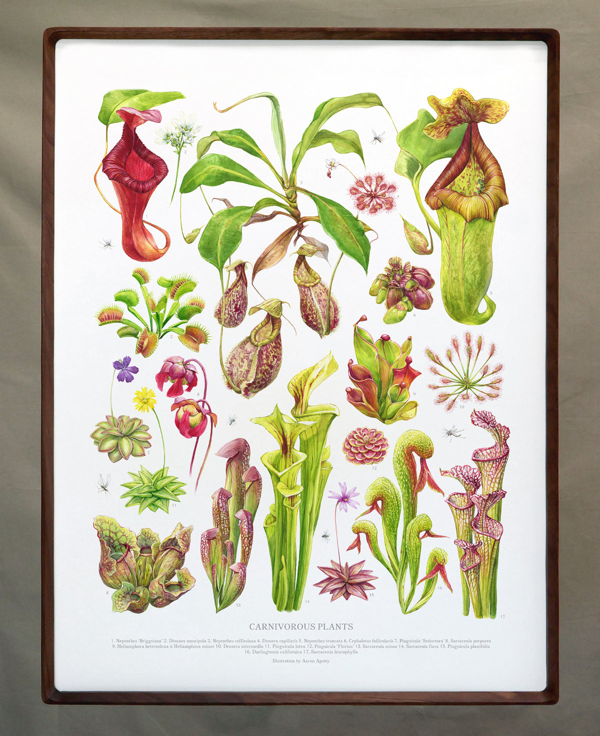 Framed 18x24 Print