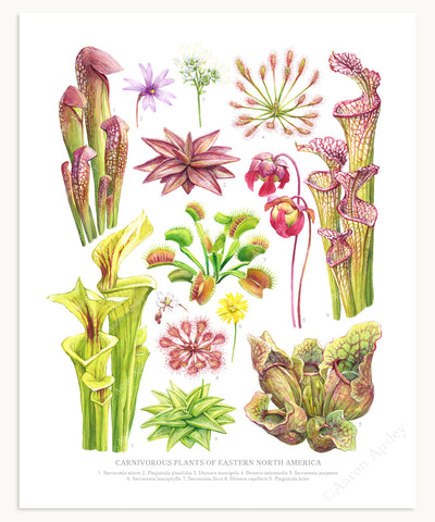Carnivorous Plants of Eastern North America Print