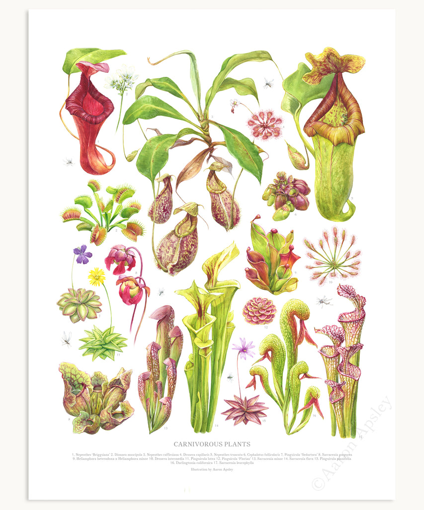 Carnivorous Plants Print – Aaron Apsley Artwork Carnivorous Plants Print – Aaron Apsley Artwork