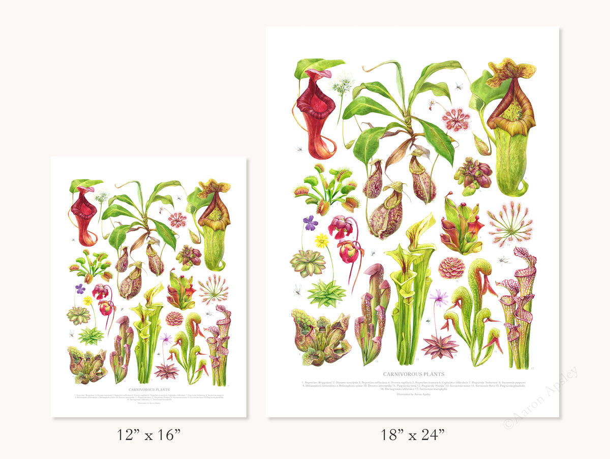 Carnivorous Plants Print