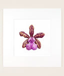 Cattleya Lacey Michelle Matherne - Original Watercolor