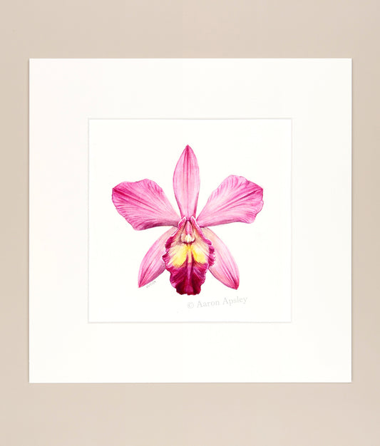 Sophrolaeliocattleya hybrid - Original Watercolor