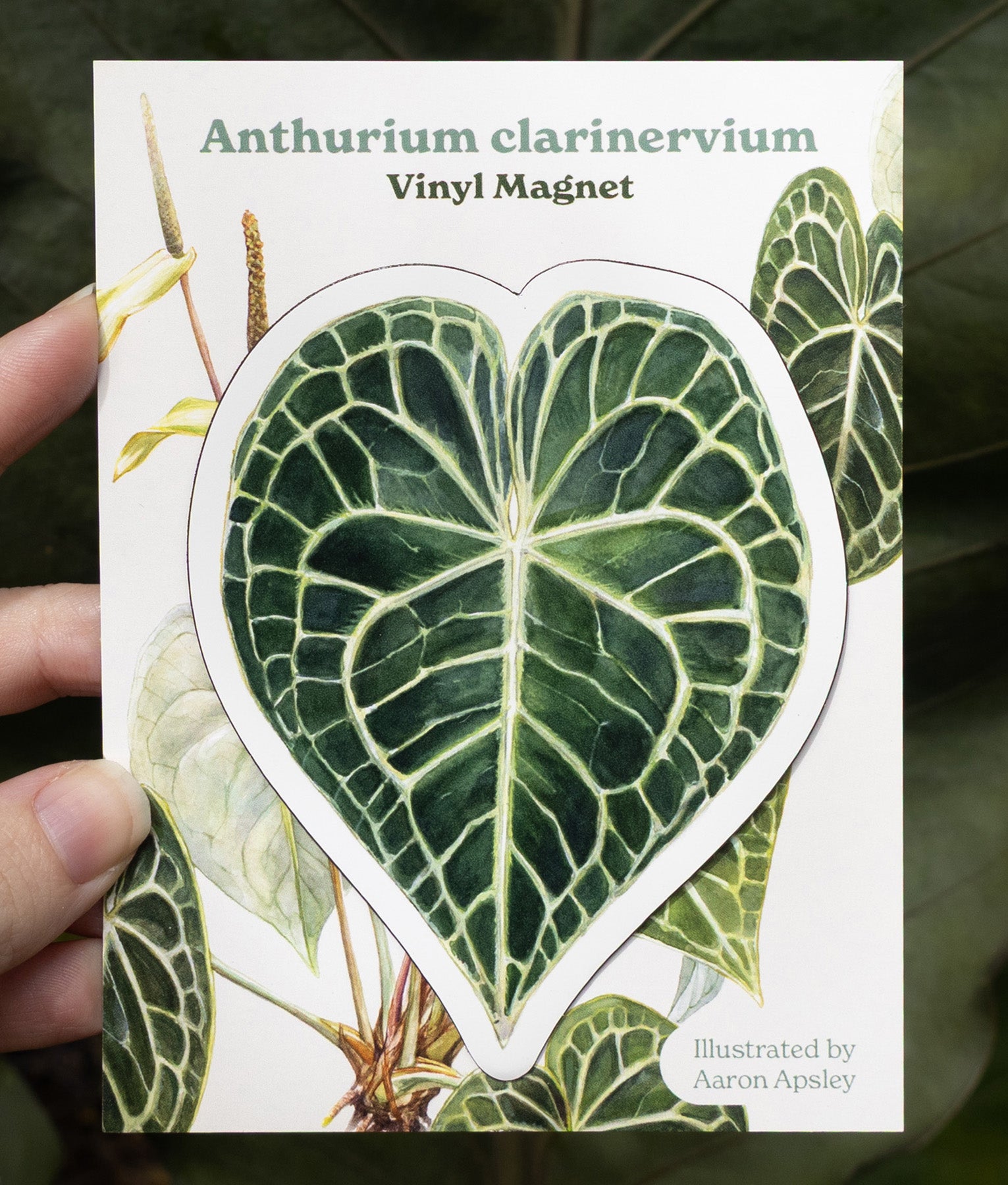 anthurium liners Anthurium clarinervium Magnet – Aaron Apsley Artwork